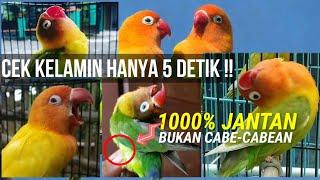 Cara membedakan Kelamin Lovebird dengan Mudah