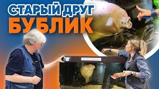 Аквариумные новости с Владимиром Ковалёвым (23.05.2025). Старый друг БУБЛИК.