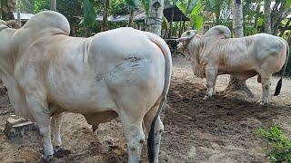 SETIAP LIHAT SAPI JUMBO INI PASTI GELENG" KEPALA