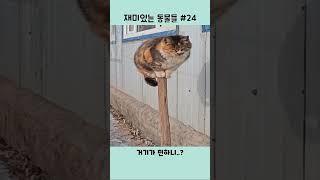 재미있는 동물들 #24 #shorts