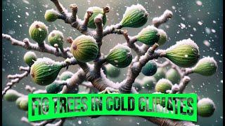 Fig Trees in Zones 5, 6, & 7: An Update on Hardy Fig Trees in Cold Climates