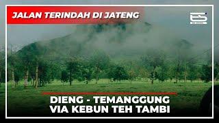 JALAN ALTERNATIF DIENG-TEMANGGUNG LEWAT KEBUN TEH TAMBI