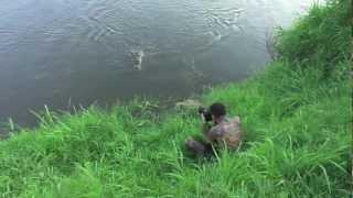 Photographer narrowly escapes crocodile attack.