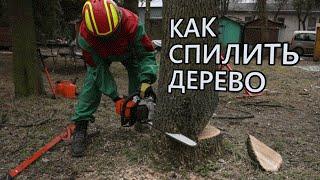 Как безопасно спилить дерево бензопилой