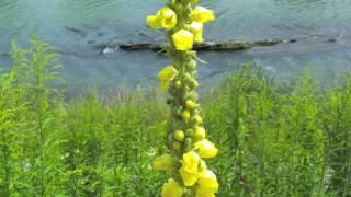 Flowers in nature -- Blumen in der Natur