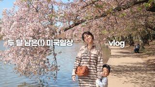 미국vlog | 아이들과 떡볶이 해먹고 벚꽃 보러 워싱턴 디씨 다녀온 4월 일상