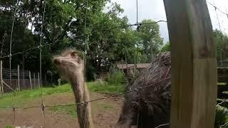 Ostrich pecking camera (SHOT ON GOPRO)