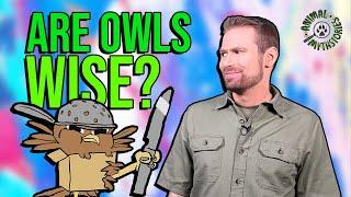 Owls Are Wise: Fact or Fiction?