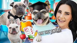 Which Dog Is SMARTEST?