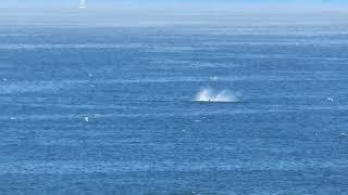 Humpback whale tail slapping off Pacifica