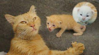 Adopted Kitten Meows for SCARED Foster Mom Cat that she Loves, POOR KITTEN Nursed by Foster MOM CAT