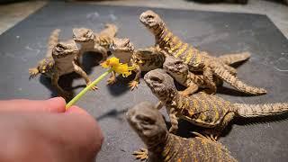 Elevages Lisard (2021) Uromastyx geyri babies eating flowers