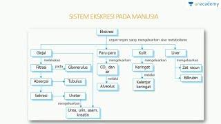 Alat Ekskresi: Kulit (Biologi - SBMPTN, UN, SMA)