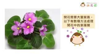 非洲紫羅蘭 — 開花時的處理