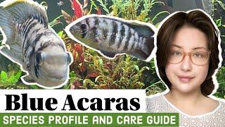 Blue Acaras- Species Profile and Care Guide