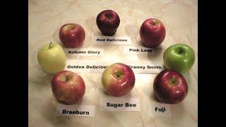 Apples 101 - About Ambrosia Apples (Characteristics)