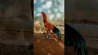 VK group farm seval collection