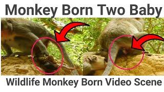 Mother Monkey Giving Birth on Tree Born Two Baby | Monkey Bone Two Baby | Animals Scene