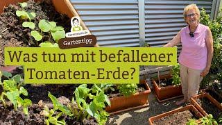 Nach der Kraut- und Braunfäule bei Tomaten: Was tun mit der Erde?