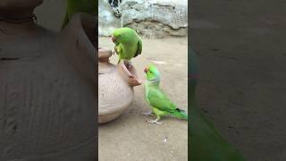 The Parrot Jora beautiful #shortvideo