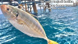 AWAS BERBAHAYA MANCING IKAN BESAR UMPAN IKAN BESAR!! Mancing Ikan Besar