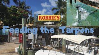 Tarpon feeding at Robbie's of Islamorada Florida Keys