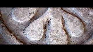 Medieval Cross Carved Stone With Flower Petals  Stone On History Visit To Abercorn Scotland