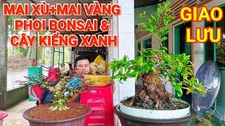 (@TÁM zalo_#0913837387)#Mai xù+mai vàng phoi Bonsai & cây kiểng xanh GL 17/7/2024 ĐC:H.Cờ Đỏ,TPCT