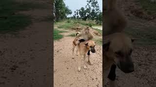 #funny #comedy #monkey #cute #bts #world #trending #viralvideo