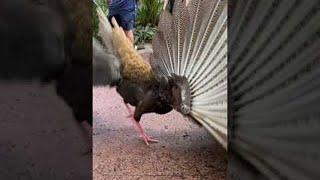 Female Pheasant Not Impressed by Mating Dance || ViralHog