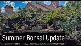 My summer bonsai update + Giveaway details