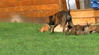 Boxer Puppy Picnic on the 4th of July