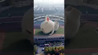 rabbit #tiktoktrungquốc #tiktok #animasulucu #cute #lucuabis #lucungakak #lucuviral