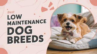 Best Low Maintenance Dog Breeds in India | Easiest Dogs to Care For | Best Dog Breeds in India