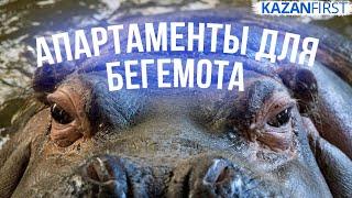 Бегемотиха Захария переехала из тесной клетки в новый казанский зоопарк