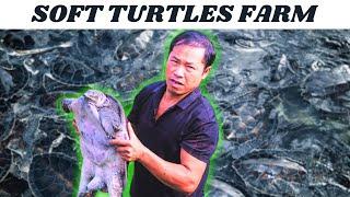 How Farmers Raise Millions of Soft-Shelled Turtles | turtle processing | softshell turtle farming