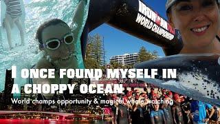 Ironman Triathlon Adventure in Australia, Humpback Whales, my First Ironman 70 3 World Championships