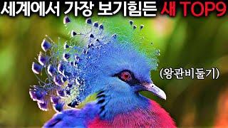 지구에 남은 9마리… 보기만 해도 숨 막히는 새들