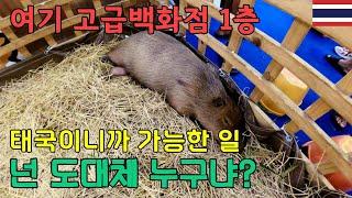 태국은 우리가 알던 것보다 더 태국스럽습니다[태국12]