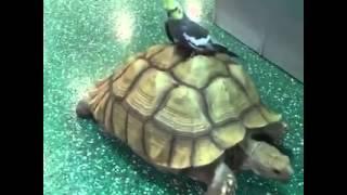 sulcata tortoise with bird riding on back