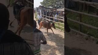 আইলো রে আইলো আবার সেই পাগলা গরু ️ #cow #bhaikotonilogaru #bull #cowvideos #hambacow