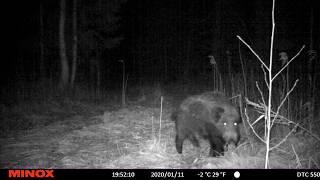 Trail camera in Estonia, Pärnumaa. Rajakaamera