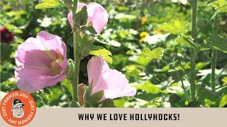 Why We Love Hollyhocks!