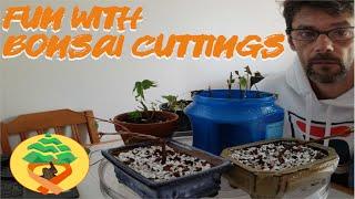 Bonsai Cuttings and Micro-Yamadori, My MS Bonsai Therapy, May 2019