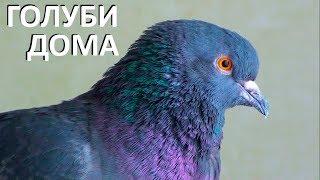 Расселил кабачков (7 голубей)