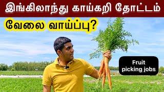 லண்டன் தோட்டத்தில் காய்கறிகள் பறிக்கலாம்| Fruit and vegetable picking | London Tamil Vlog