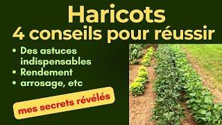 Haricots : comment faire pour les cultiver et avoir de gros rendements