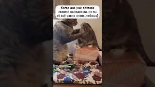 Мечтаете о такой любви?🫶#кот #коты #котик #котики #отношения #любовь #мужчинаиженщина #мужижена #мы