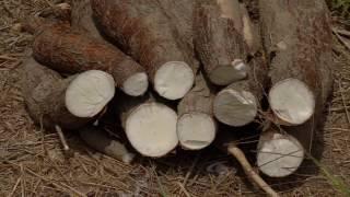 Manejo agronómico del cultivo de yuca | La Finca de Hoy