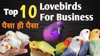 Love Birds Business in India How to earn income from Birds